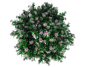 Üstten Görünüm üzerinde beyaz izole bir çiçek bush 3D render