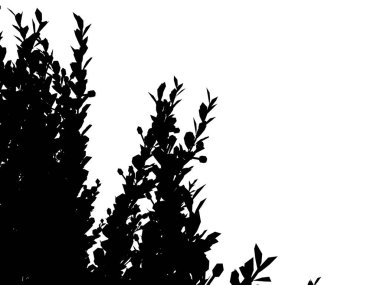 Beyaz arka plan üzerinde izole bir siluet ağacının 3D render