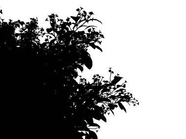 Beyaz arka plan üzerinde izole bir siluet ağacının 3D render