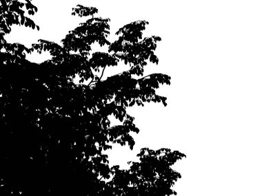 Beyaz arka plan üzerinde izole bir siluet ağacının 3D render