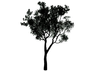 Beyaz arka plan üzerinde izole bir siluet ağacının 3D render
