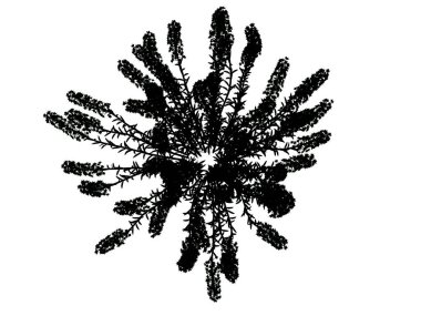 Beyaz arka plan üzerinde izole bir siluet ağacının 3D render