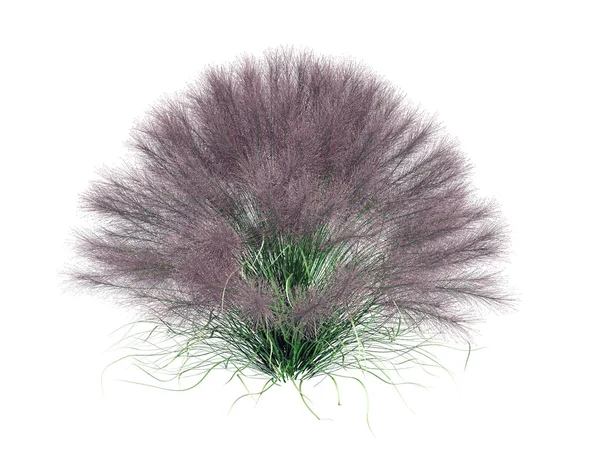 beyaz izole bir gerçekçi çiçek Bush 3D render