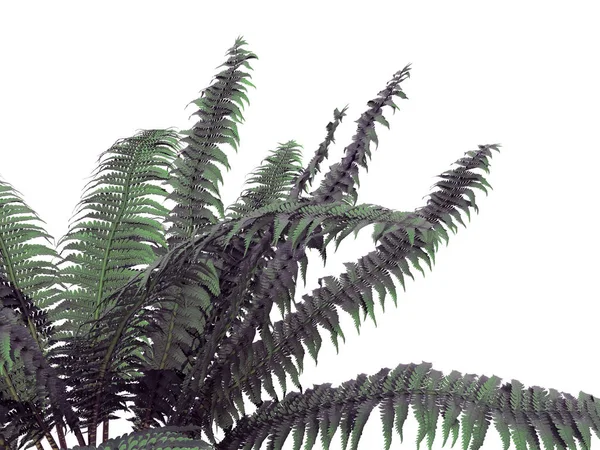 Rendu 3d d'un buisson de fleurs en avant-plan isolé sur blanc — Photo