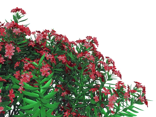 3D-weergave van een voorgrond bloem bush geïsoleerd op wit — Stockfoto