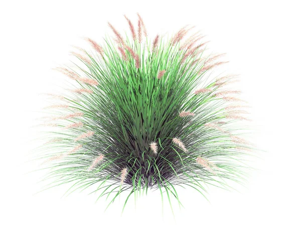 3D-weergave van een realistische bloem bush geïsoleerd op wit — Stockfoto