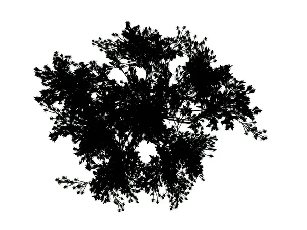 3D-Darstellung eines Silhouettenbaums isoliert auf weißem Hintergrund — Stockfoto