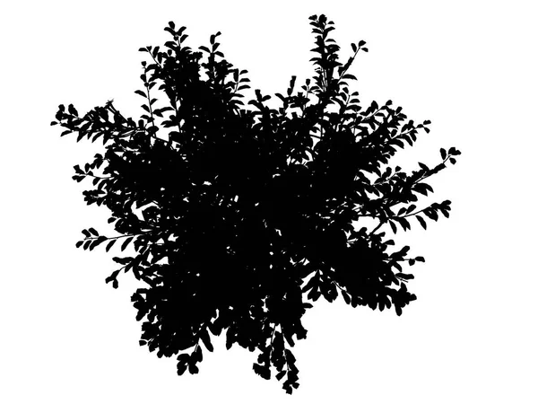 3d renderização de uma árvore silhueta isolada no fundo branco — Fotografia de Stock