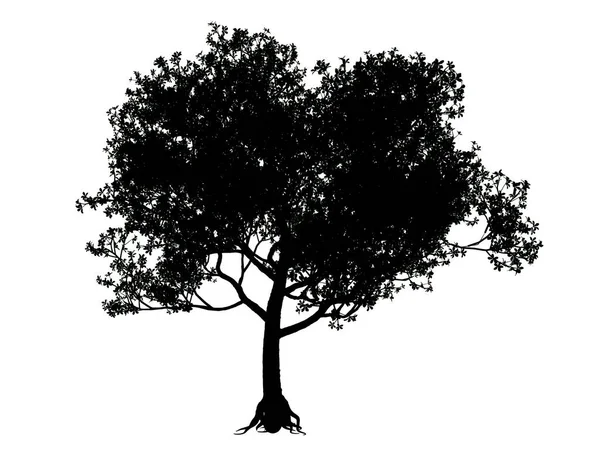 Beyaz arka plan üzerinde izole bir siluet ağacının 3D render — Stok fotoğraf