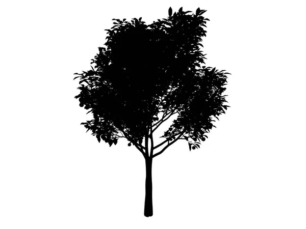 Beyaz arka plan üzerinde izole bir siluet ağacının 3D render — Stok fotoğraf