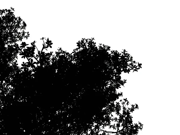 Beyaz arka plan üzerinde izole bir siluet ağacının 3D render