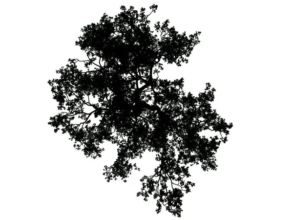 3D візуалізація силуетного дерева ізольовано на білому тлі — стокове фото