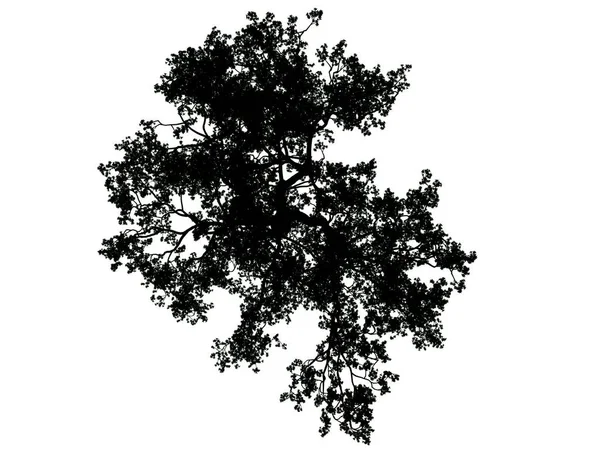 Representación 3d de un árbol de silueta aislado sobre fondo blanco —  Fotos de Stock