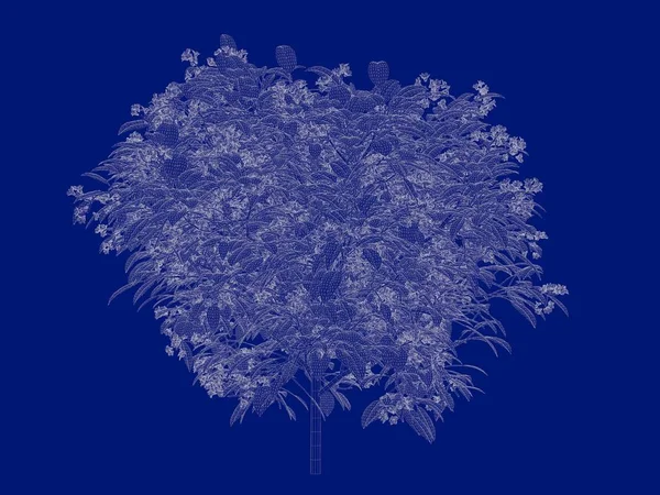 3D vykreslování obrysy Bushovi plán izolované na modré zpět — Stock fotografie