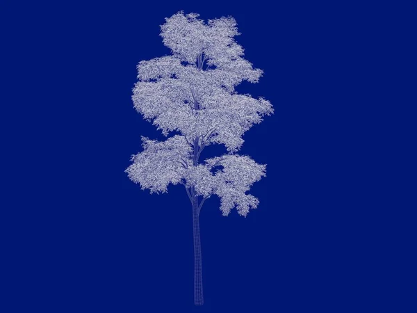 3D vykreslování obrysy stromu blueprint izolované na modré zpět — Stock fotografie