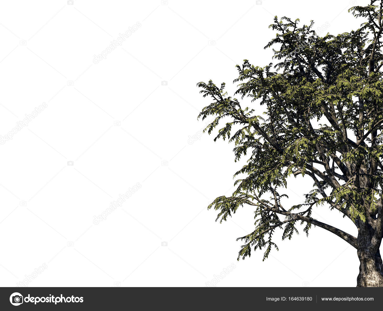 3d 渲染的前景树枝上白色黑色孤立——图库图片© fares139.hotmail.com #164639180, image size:1600x1300