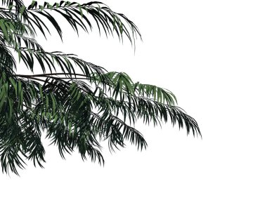 Beyaz backg izole bir ön plan ağaç dalı 3D render