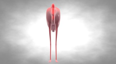 yansıtıcı bir kuş uzun bacaklar ile 3D render