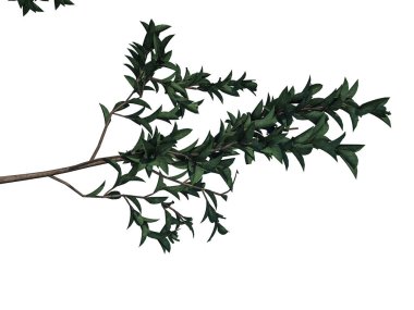 Beyaz backg izole bir ön plan ağaç dalı 3D render