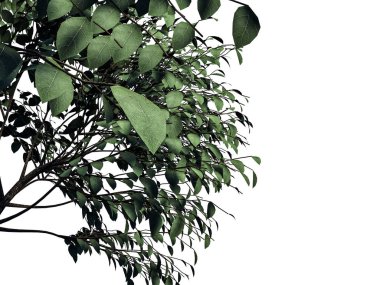 Beyaz backg izole bir ön plan ağaç dalı 3D render