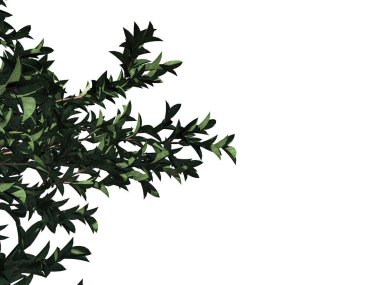 Beyaz backg izole bir ön plan ağaç dalı 3D render