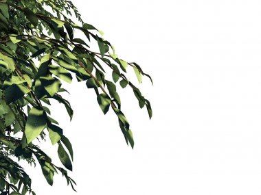 Beyaz backg izole bir ön plan ağaç dalı 3D render