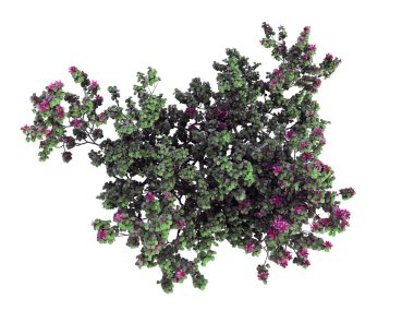 izole bir gerçekçi yeşil üstten görünüm çiçek Bush 3D render 