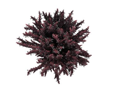 izole bir gerçekçi yeşil üstten görünüm çiçek Bush 3D render 