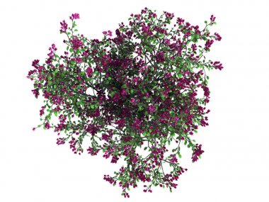 whit üzerinde izole bir gerçekçi yeşil üstten görünüm ağaç 3D render