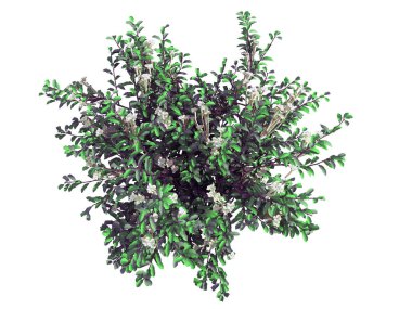 whit üzerinde izole bir gerçekçi yeşil üstten görünüm ağaç 3D render