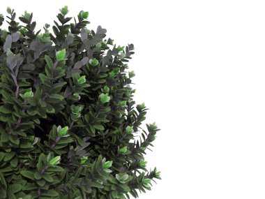 beyaz izole bir ön plan ağaç dalı 3D render