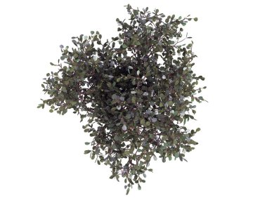 whit üzerinde izole bir gerçekçi yeşil üstten görünüm ağaç 3D render