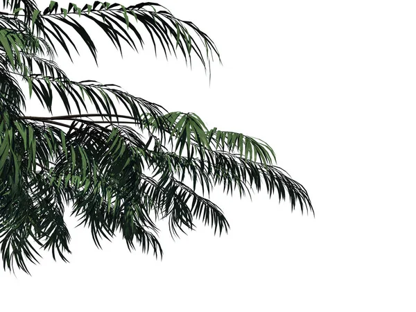 Beyaz backg izole bir ön plan ağaç dalı 3D render