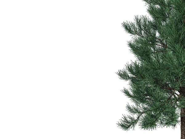 3D-weergave van een voorgrond boomtak geïsoleerd op witte backg — Stockfoto