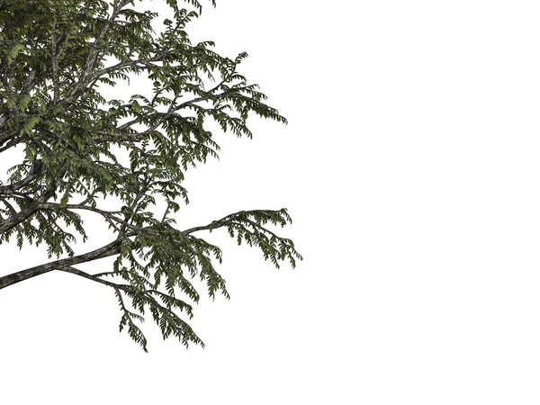 3D рендеринг ветки дерева переднего плана, изолированной на белом фоне — стоковое фото