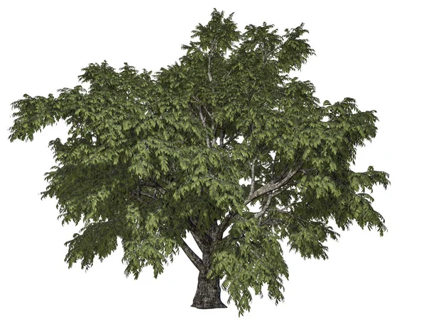 Beyaz backg izole bir ön plan ağaç dalı 3D render