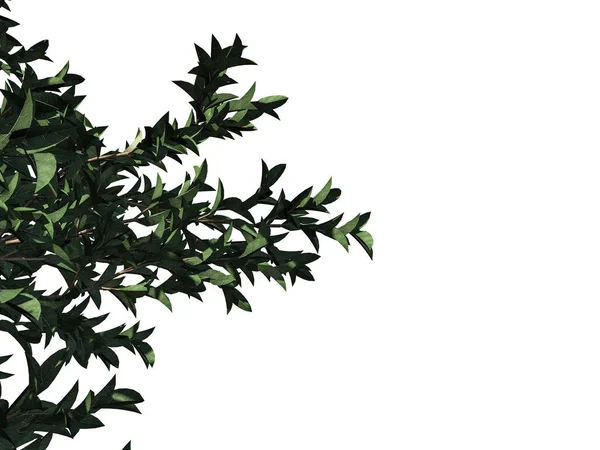 Beyaz backg izole bir ön plan ağaç dalı 3D render