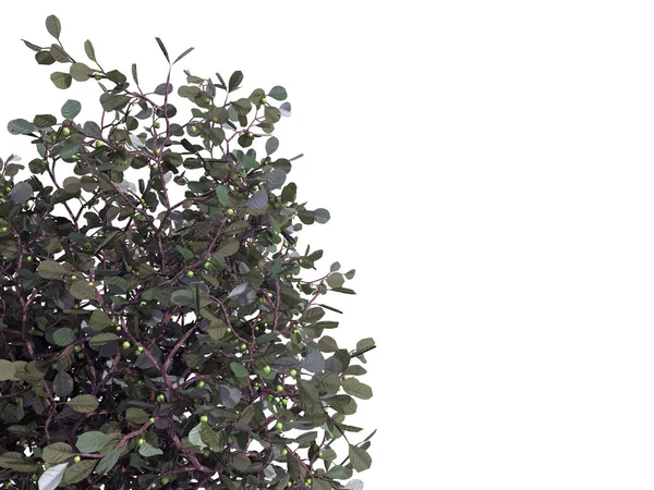 beyaz izole bir ön plan ağaç dalı 3D render