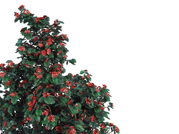 3D render üzerinde beyaz izole bir ön plan çiçek şube