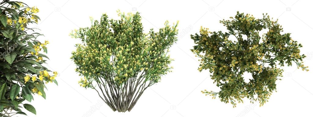 3d rendering of a realistic green top view tree isolated on whit