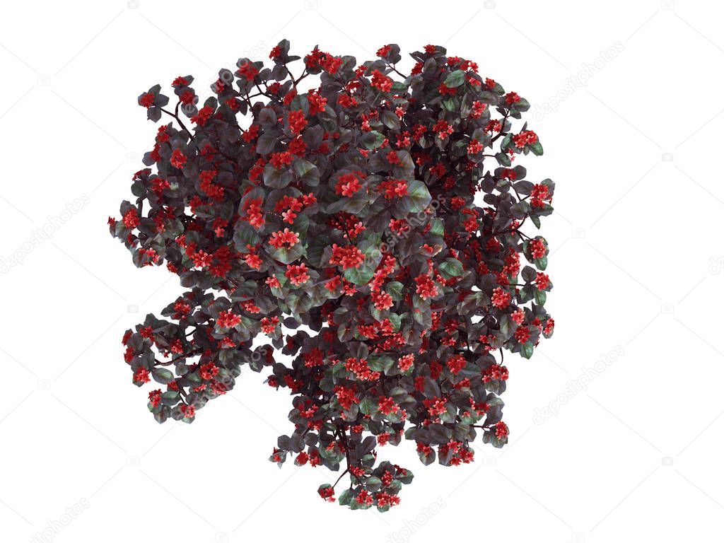 3d rendering of a realistic green top view flower bush isolated 