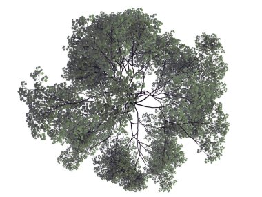 whit üzerinde izole bir gerçekçi yeşil üstten görünüm ağaç 3D render