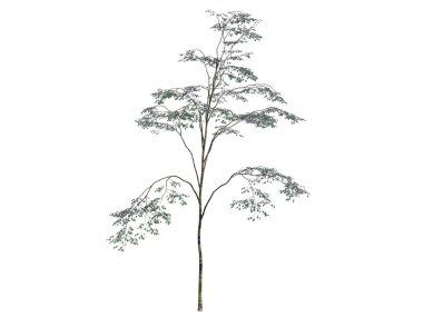 gerçekçi bir yeşil ağaç beyaz izole 3D render