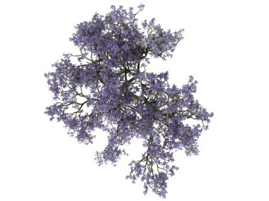 Üstten Görünüm üzerinde beyaz izole bir çiçek bush 3D render