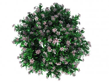 Üstten Görünüm üzerinde beyaz izole bir çiçek bush 3D render