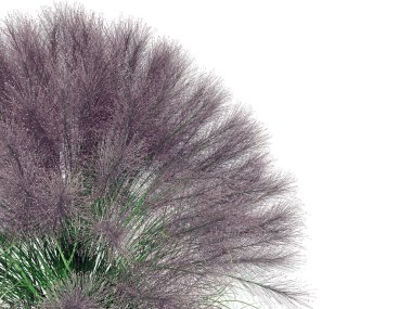 beyaz izole bir ön plan çiçek Bush 3D render