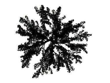 Beyaz arka plan üzerinde izole bir siluet ağacının 3D render