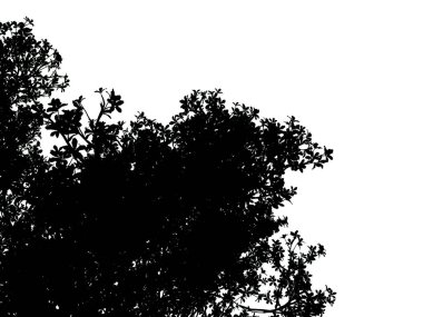 Beyaz arka plan üzerinde izole bir siluet ağacının 3D render