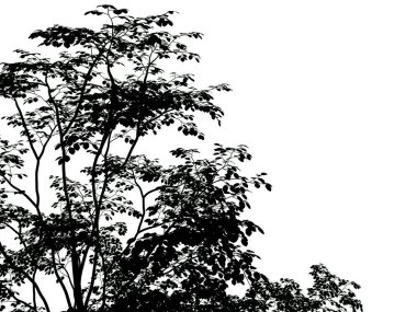 Beyaz arka plan üzerinde izole bir siluet ağacının 3D render