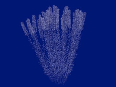 3D render anahatlı bir Bush üzerinde izole mavi arka blueprint